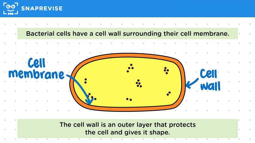 Bacterial Cell Structure