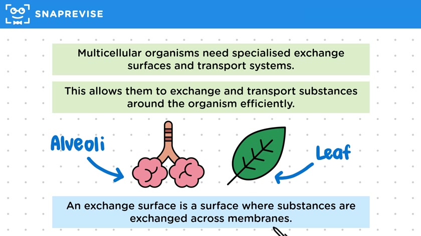 Multicellular Organisms