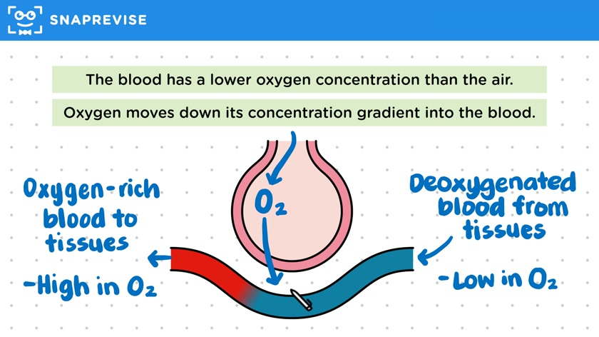 Diffusion in the Lungs