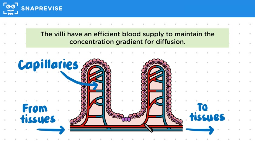 Diffusion in the Intestines