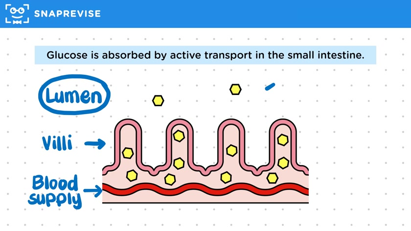 Active Transport in the Gut