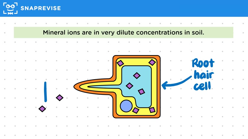 Active Transport in Plants