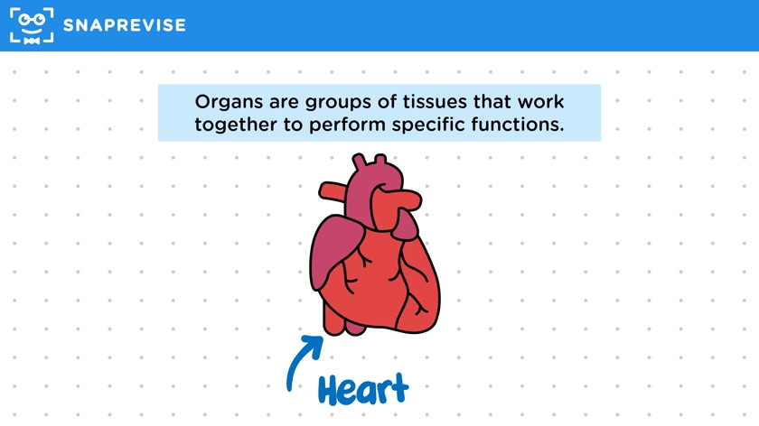 Cells, Tissues & Organs
