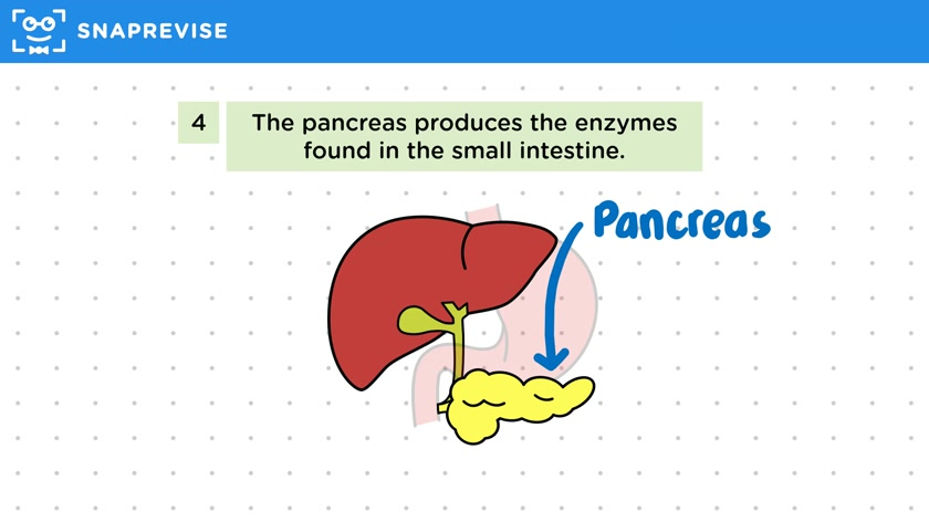 The Human Digestive System