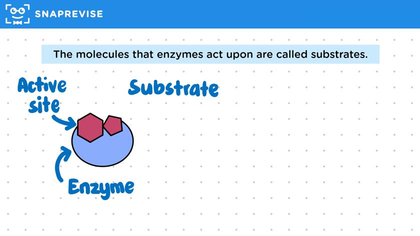 Digestive Enzymes