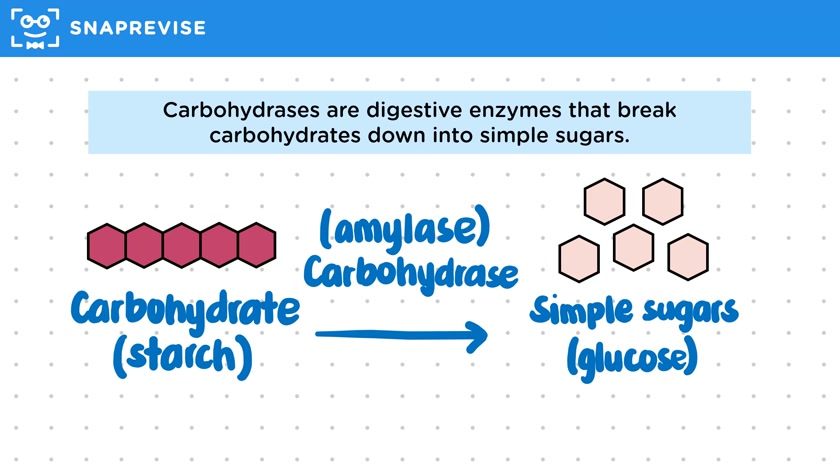 Carbohydrates & Carbohydrases