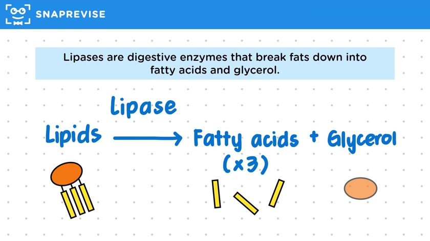 Lipids & Lipases