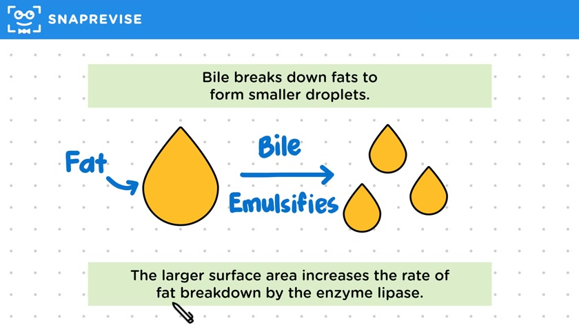 The Liver & Bile