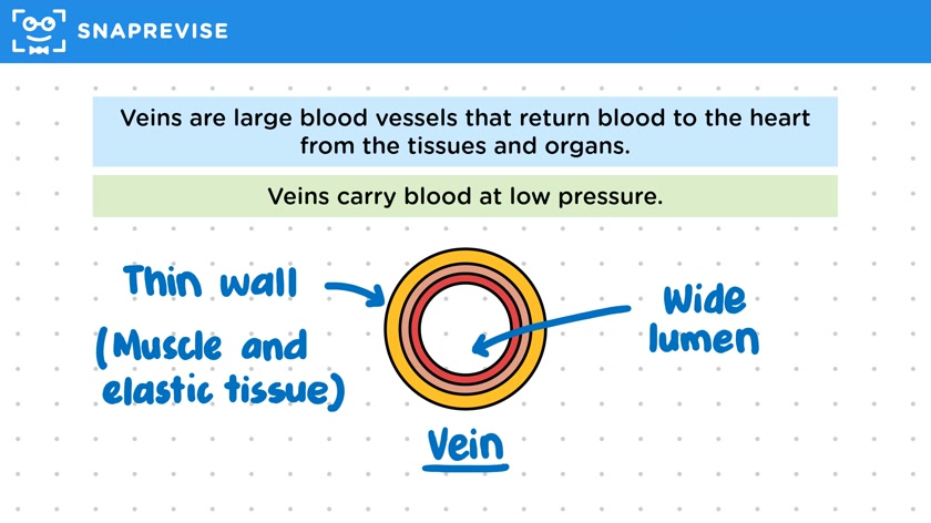 Blood Vessels