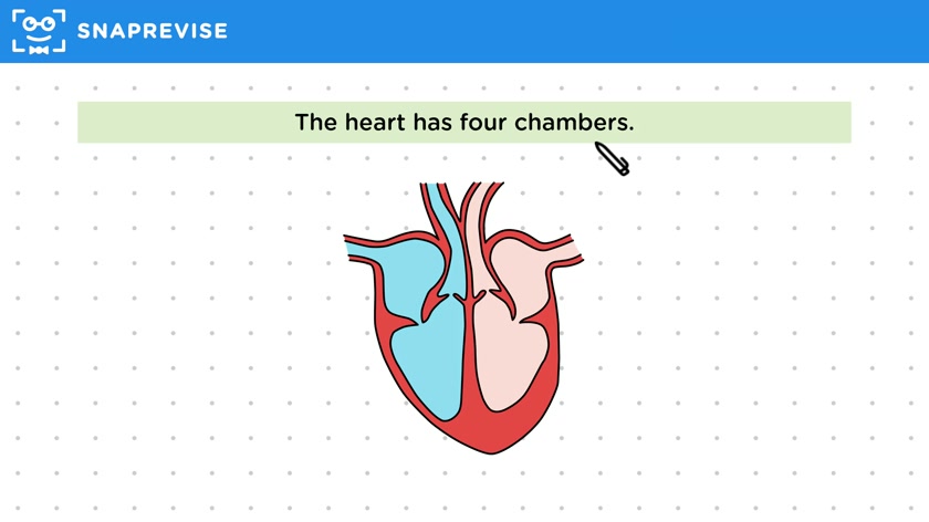 Heart Anatomy