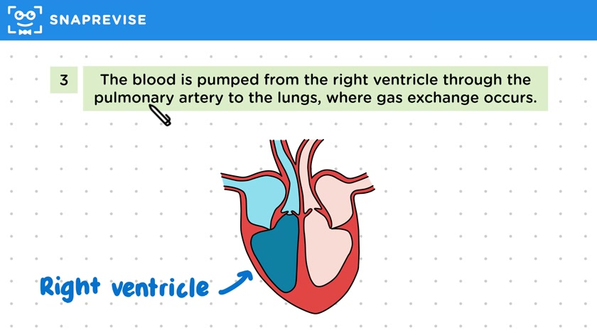 Heart Circulation