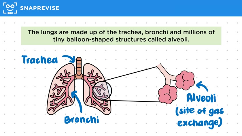 Lung Anatomy