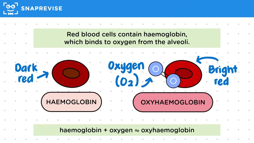 Red Blood Cells