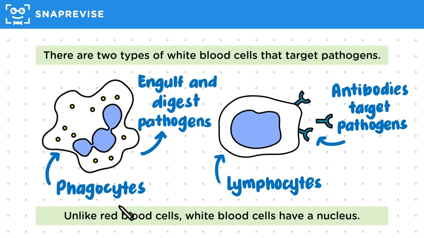 White Blood Cells