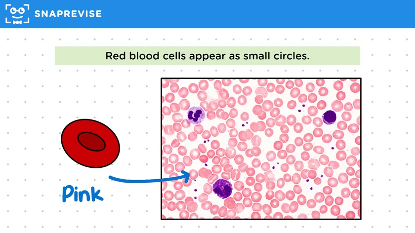 Blood Cell Microscopy