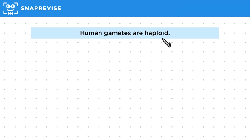 Gametes