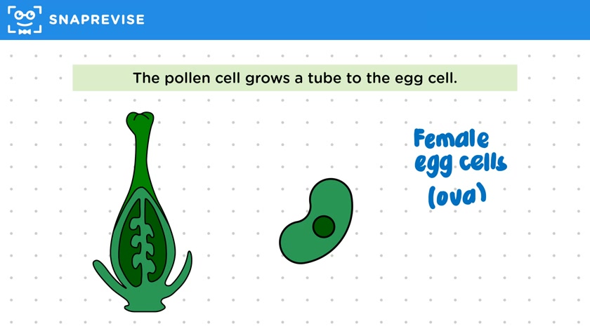 Sexual Reproduction in Plants