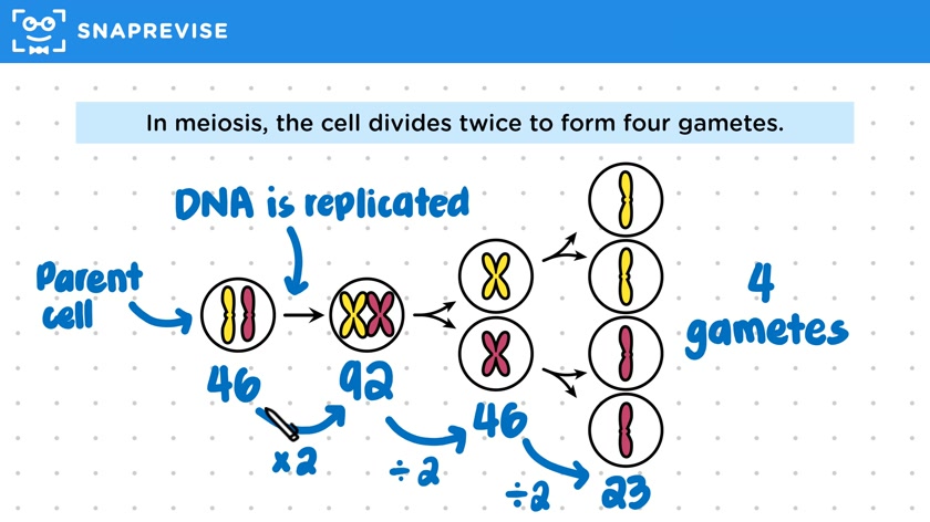 Meiosis