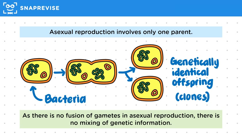 Asexual Reproduction