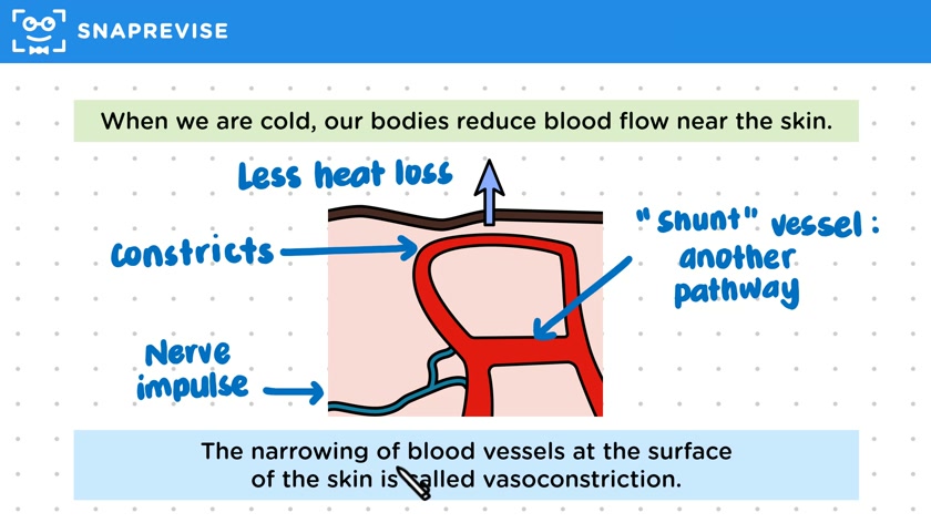 Vasoconstriction & Vasodilation