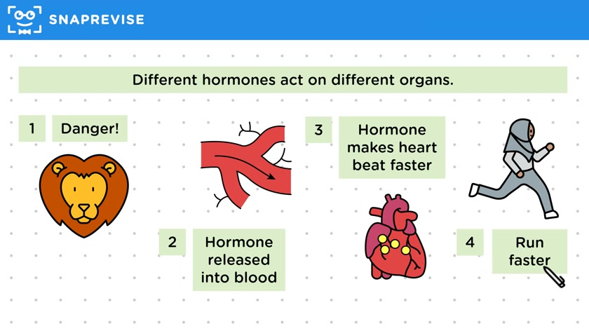 Hormones & Glands