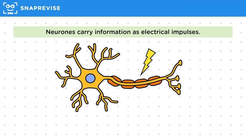 The Nervous System