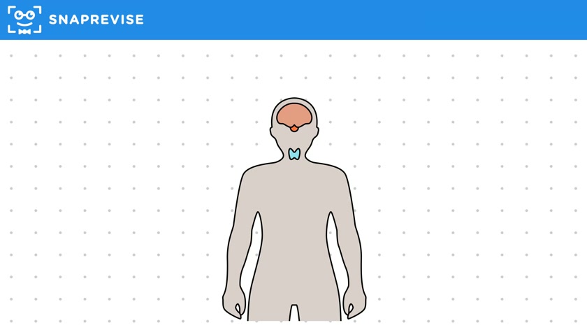 The Endocrine System