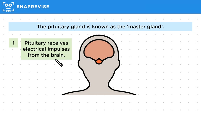 The Pituitary Gland