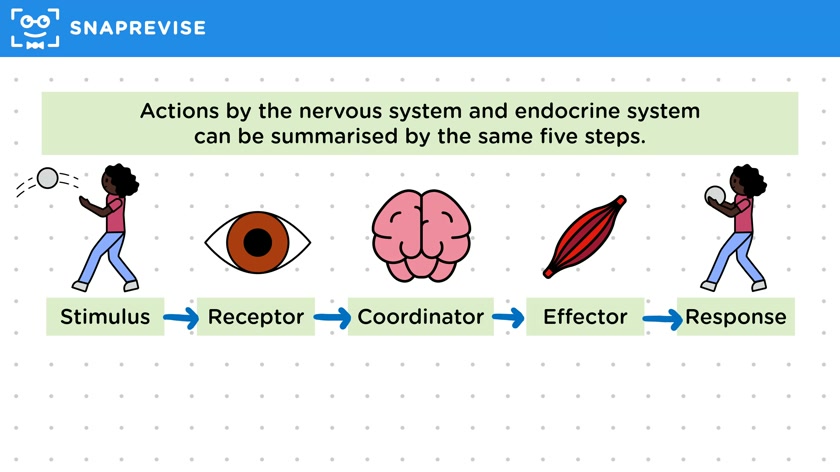 Nervous & Hormonal Responses