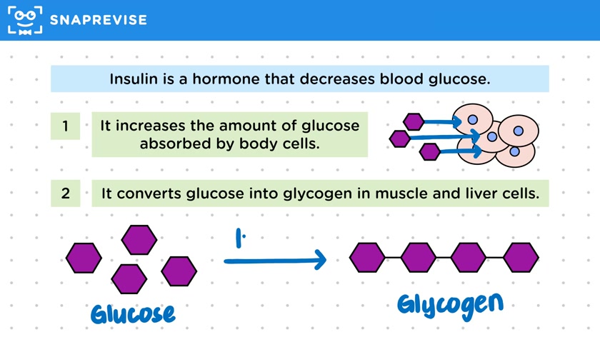 Lowering Blood Glucose Levels