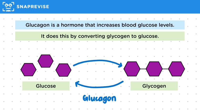 Increasing Blood Glucose Levels