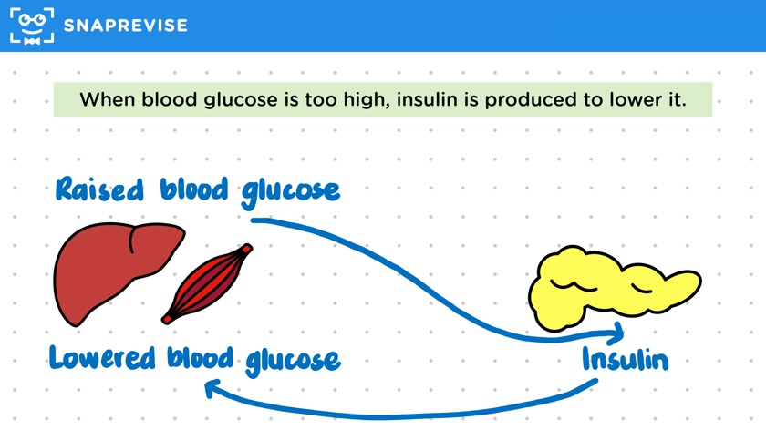 Maintaining Blood Glucose Levels