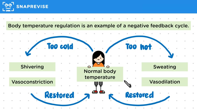 Negative Feedback Cycles