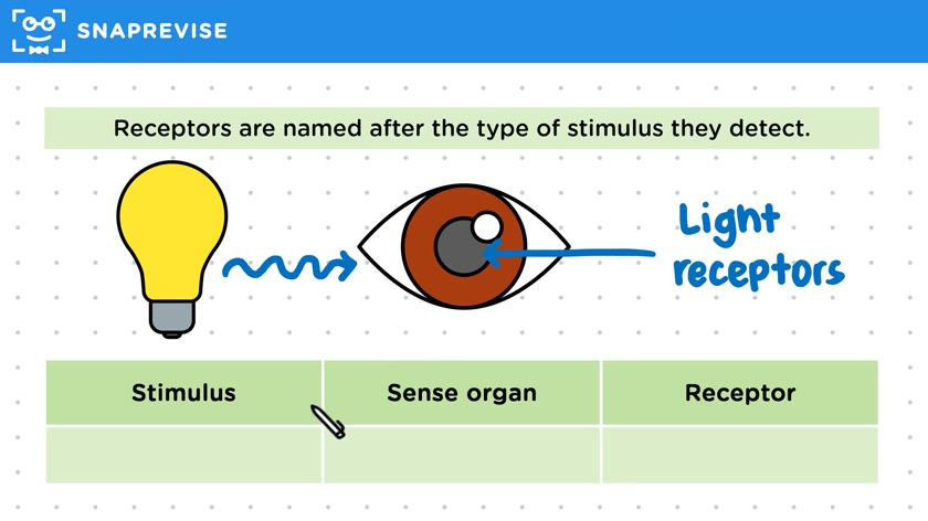 Receptors & Effectors