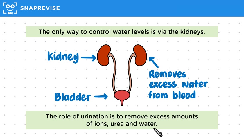 Water Balance