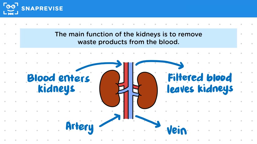 The Kidneys
