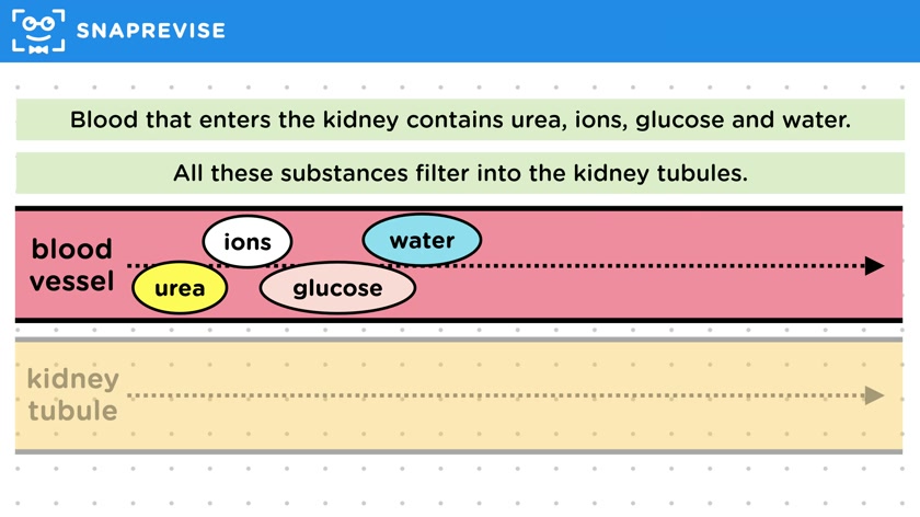 Filtration & Selective Reabsorption