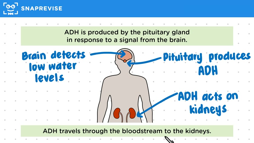 Anti-Diuretic Hormone (ADH)