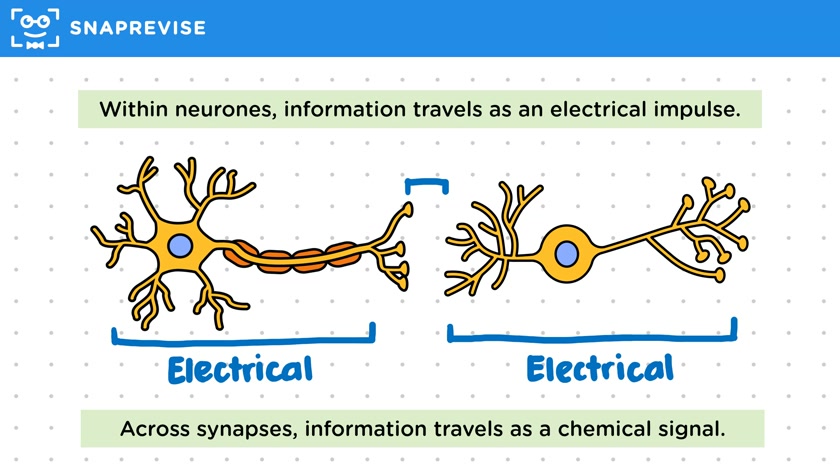 Synapses