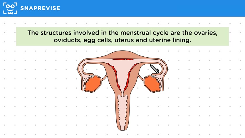 Anatomy of the Menstrual Cycle