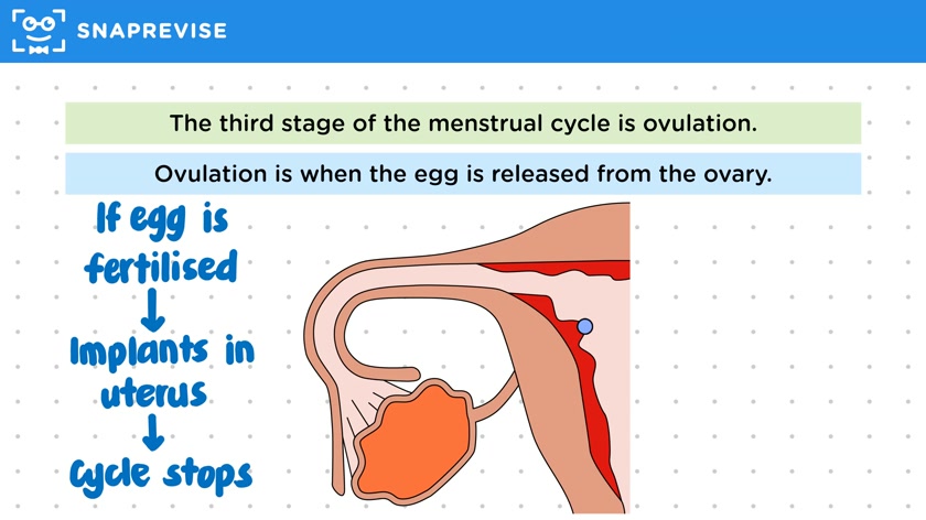 Stages of the Menstrual Cycle