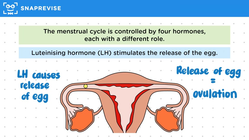 Hormones of the Menstrual Cycle