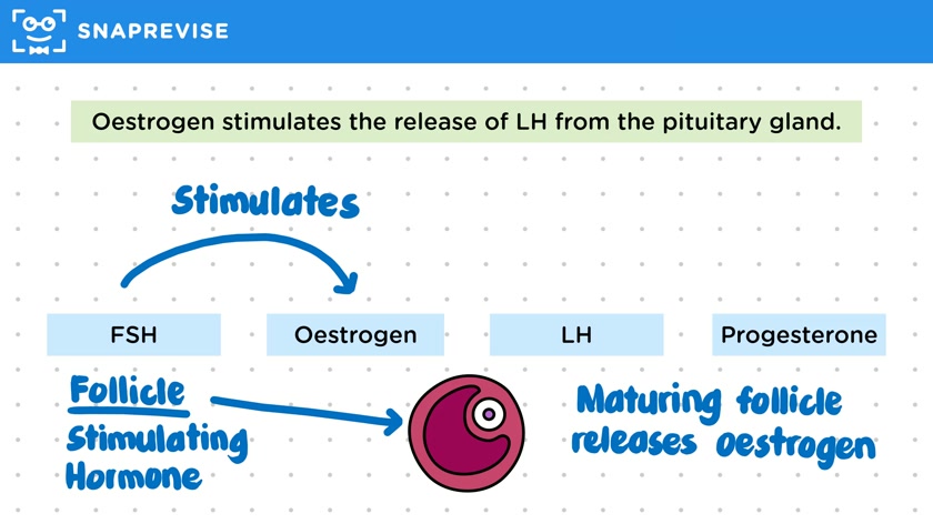 Interactions of Menstrual Hormones