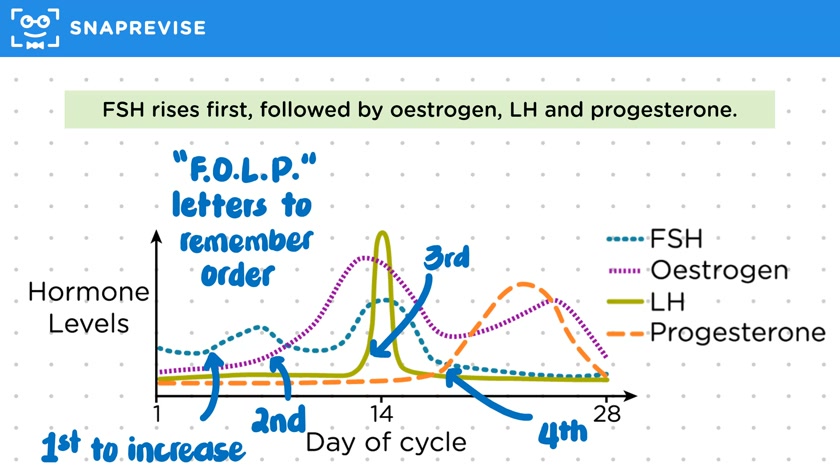 Menstrual Cycle Graphs