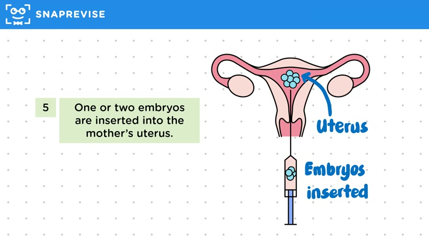 In Vitro Fertilisation (IVF)