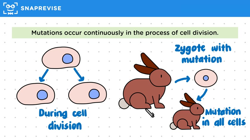 Variation Arises from Mutation