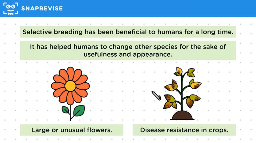 Benefits of Selective Breeding