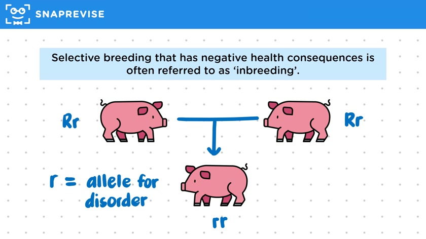 Risks of Selective Breeding