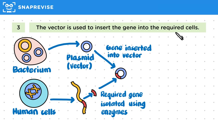 Genetic Engineering Process