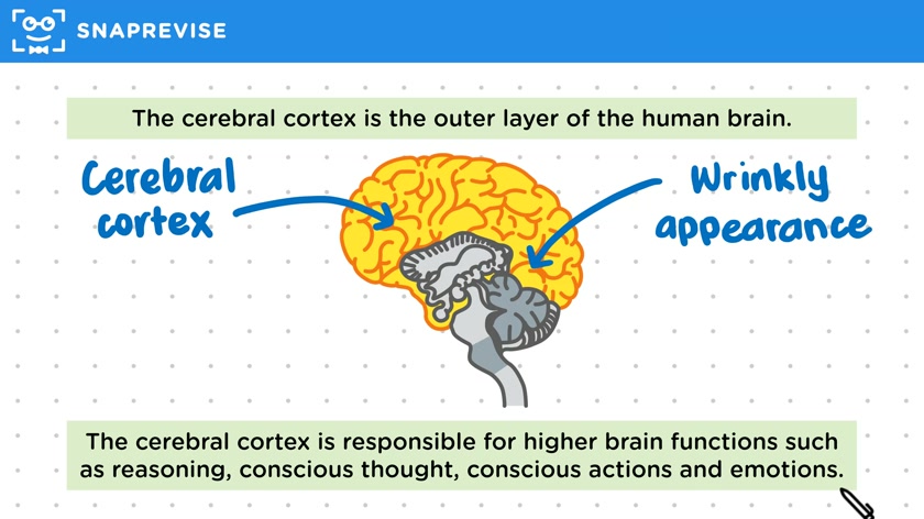 Brain Structure